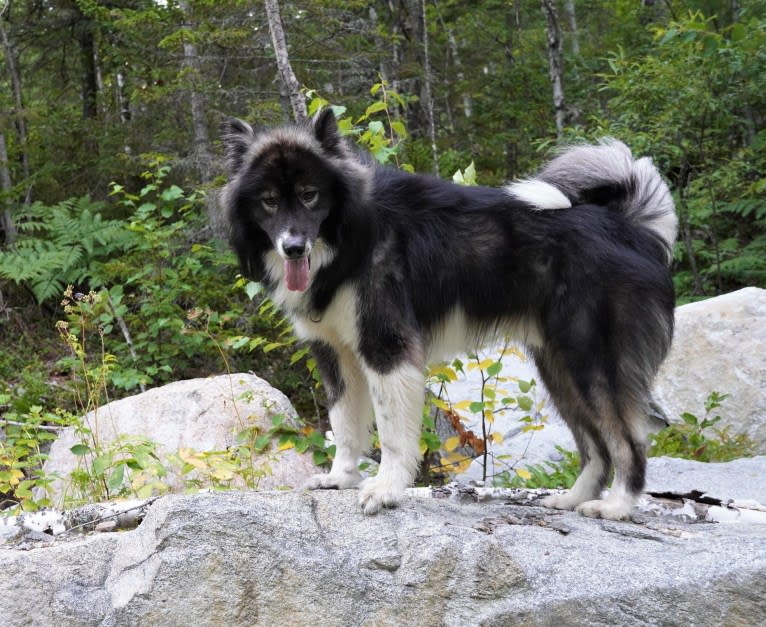 Randal, a Greenland Dog tested with EmbarkVet.com