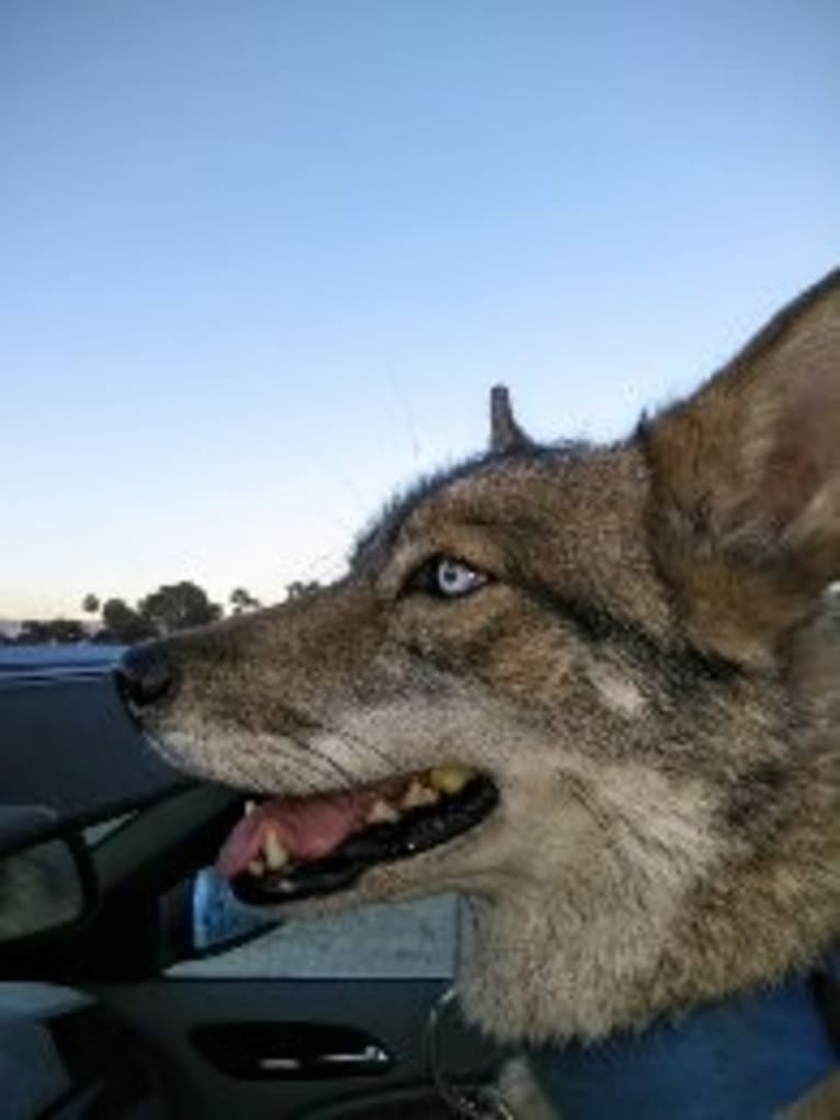 Sneaky, a Siberian Husky and Coyote mix tested with EmbarkVet.com