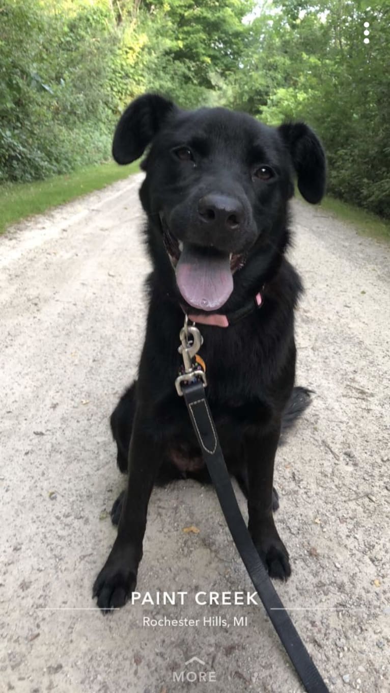 Rio, a Labrador Retriever and Chow Chow mix tested with EmbarkVet.com