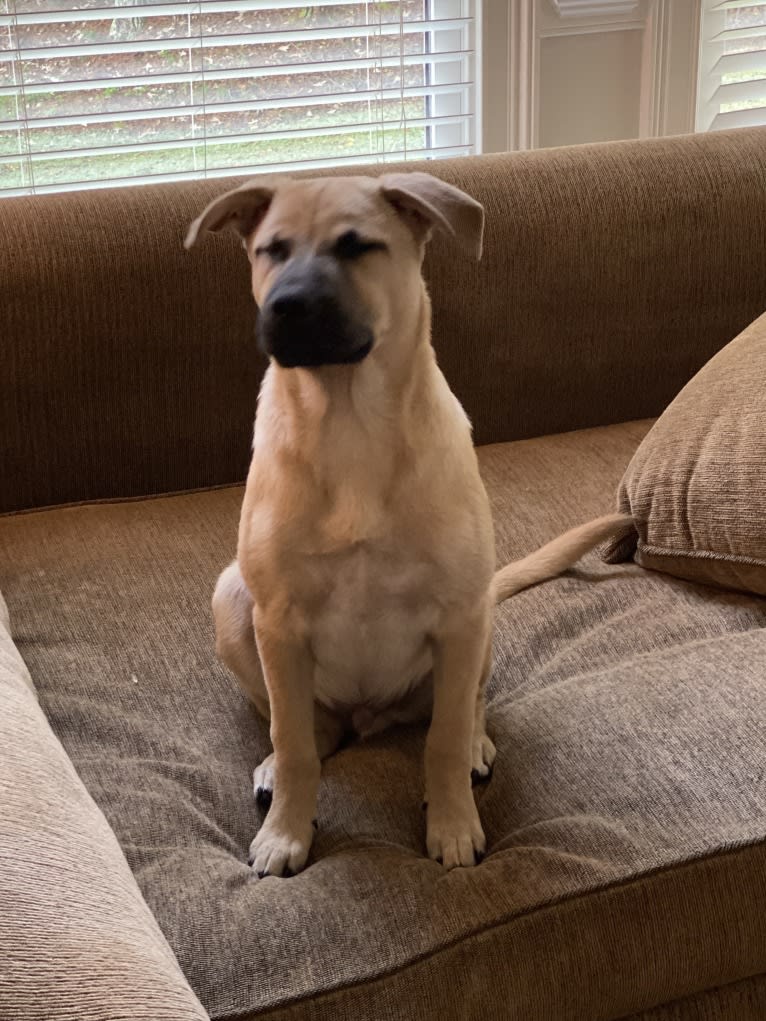 Coney, a Great Pyrenees and American Pit Bull Terrier mix tested with EmbarkVet.com