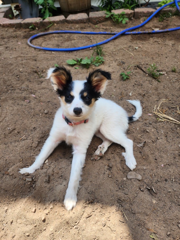 Shelby, a Papillon tested with EmbarkVet.com