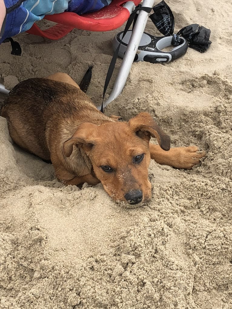 Sasha, an Australian Cattle Dog and German Shepherd Dog mix tested with EmbarkVet.com