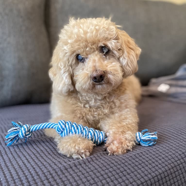 Cocomelon, a Poodle (Small) and Lhasa Apso mix tested with EmbarkVet.com