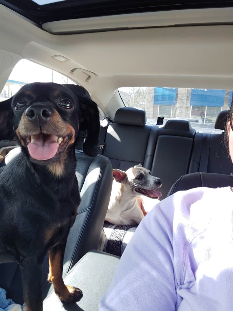 Polly, a Miniature Pinscher and Cocker Spaniel mix tested with EmbarkVet.com