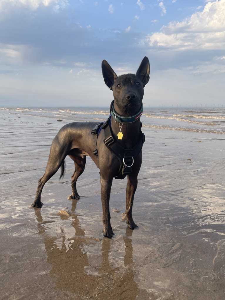 Mr Tenango, a Xoloitzcuintli tested with EmbarkVet.com