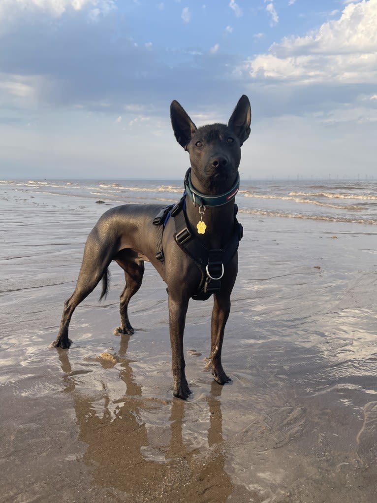 Mr T, a Xoloitzcuintli tested with EmbarkVet.com