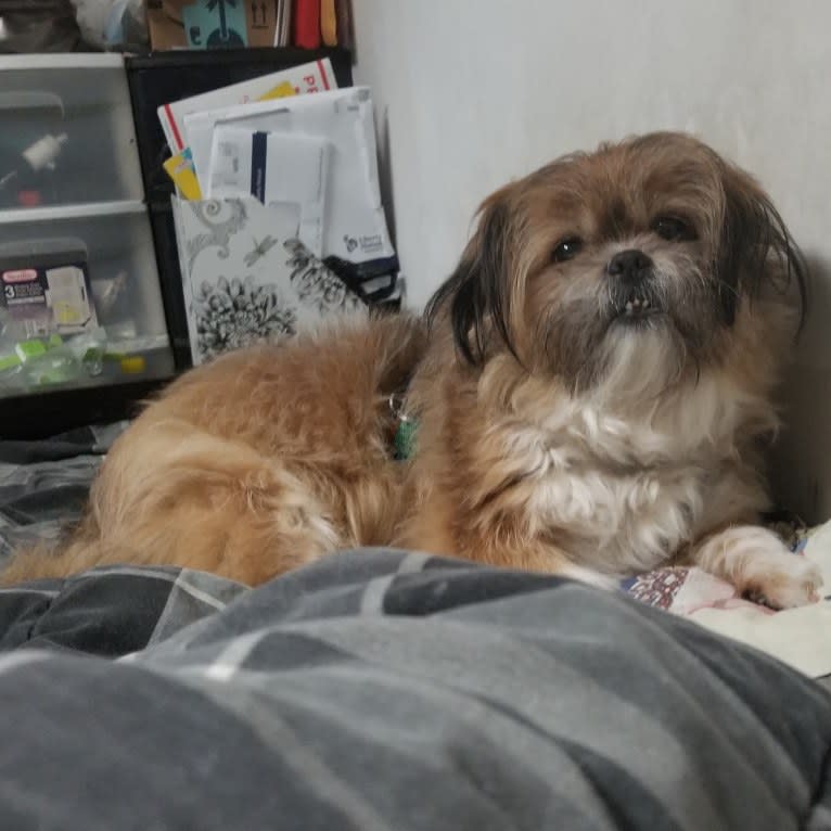 Chestnut, a Shih Tzu and Pomeranian mix tested with EmbarkVet.com