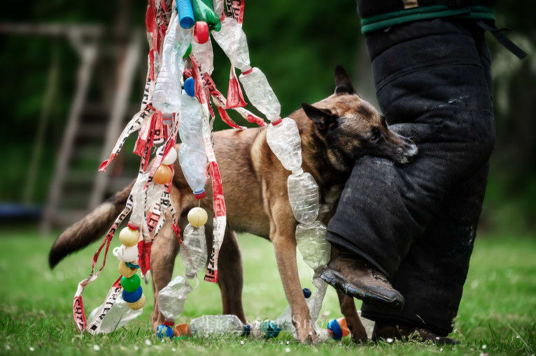 MATTES, a Belgian Shepherd tested with EmbarkVet.com