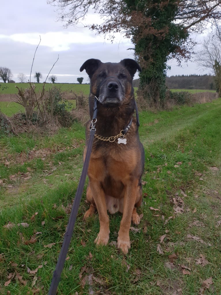 Alfie, a Belgian Malinois and Rottweiler mix tested with EmbarkVet.com