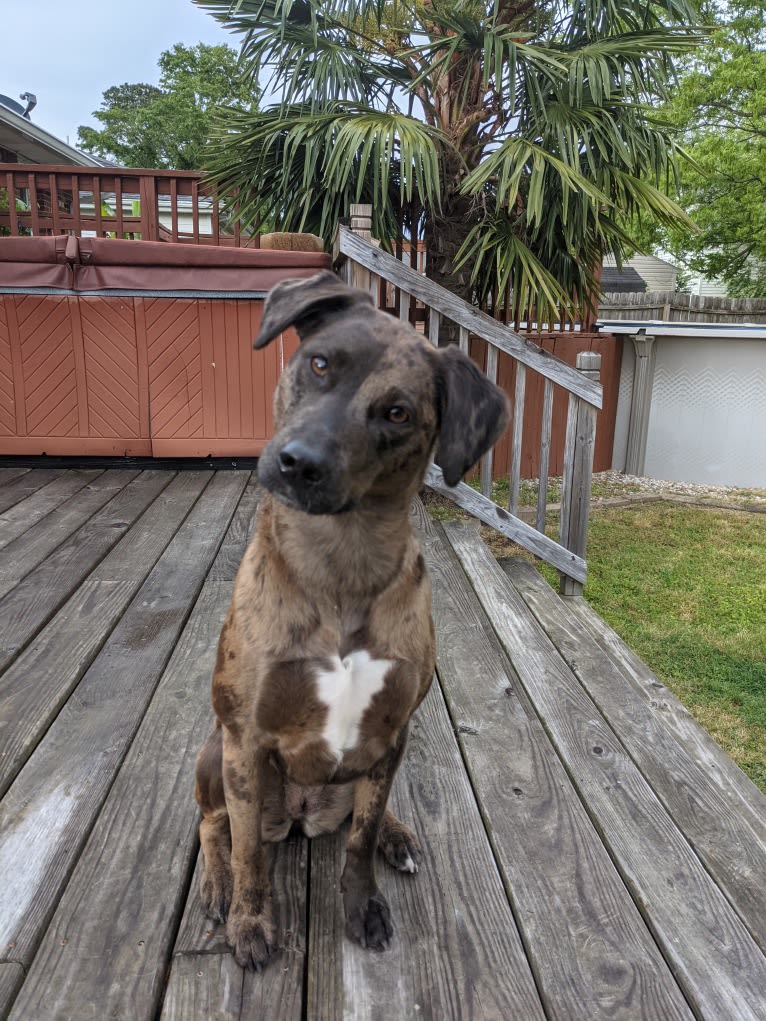 Blake, an American Bully and Dachshund mix tested with EmbarkVet.com