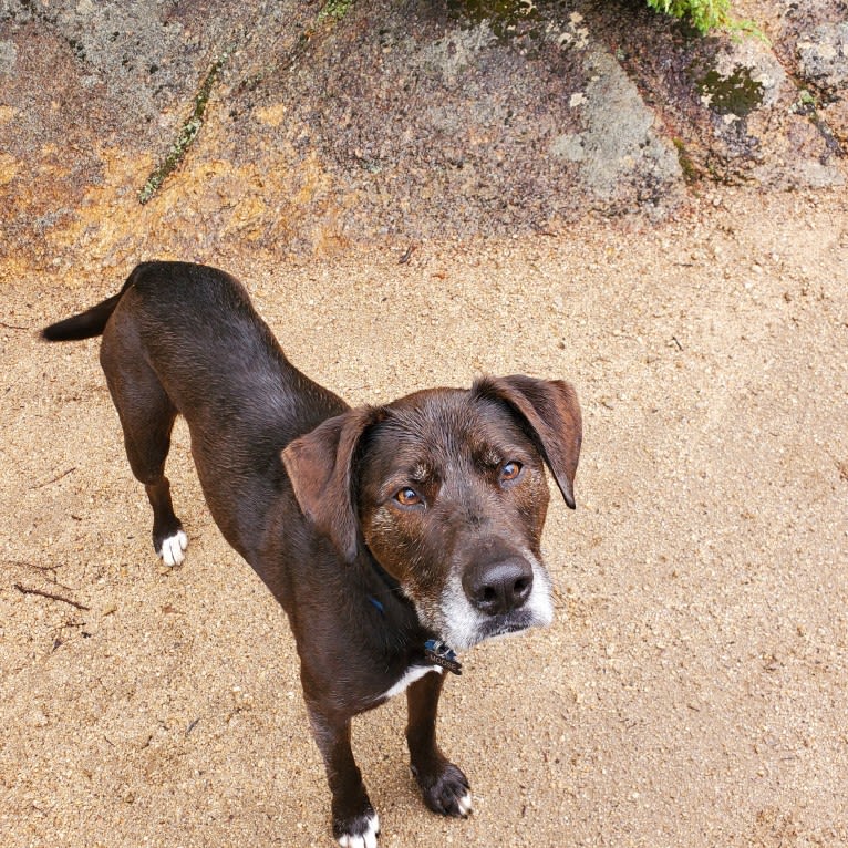 Moose, an American Pit Bull Terrier and Labrador Retriever mix tested with EmbarkVet.com
