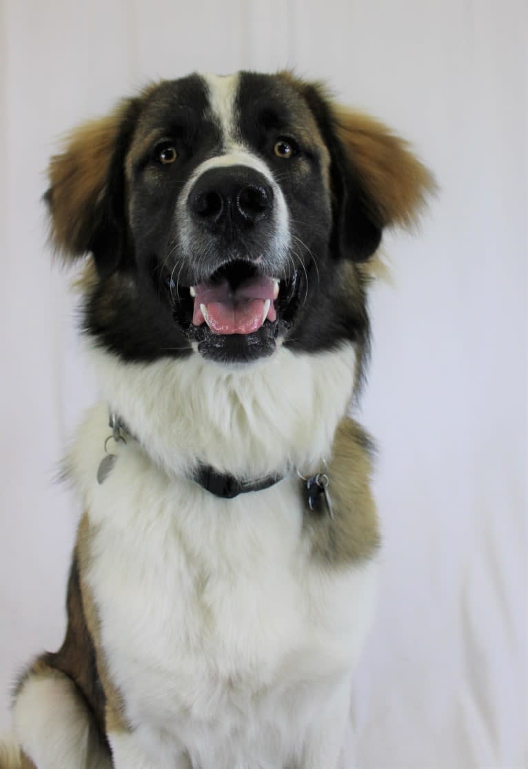 Clyde, an Anatolian Shepherd Dog and Great Pyrenees mix tested with EmbarkVet.com