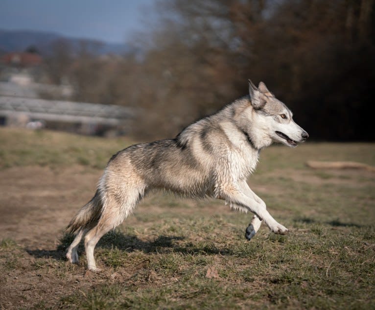 Kida a dog tested with EmbarkVet.com