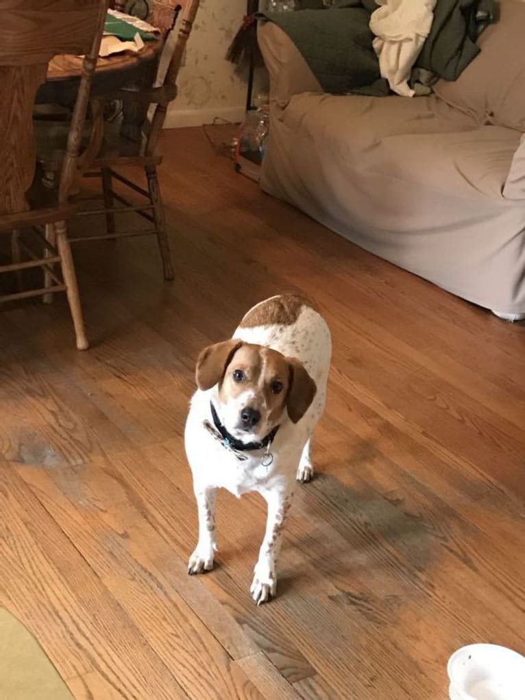Sully, a Beagle and Australian Cattle Dog mix tested with EmbarkVet.com