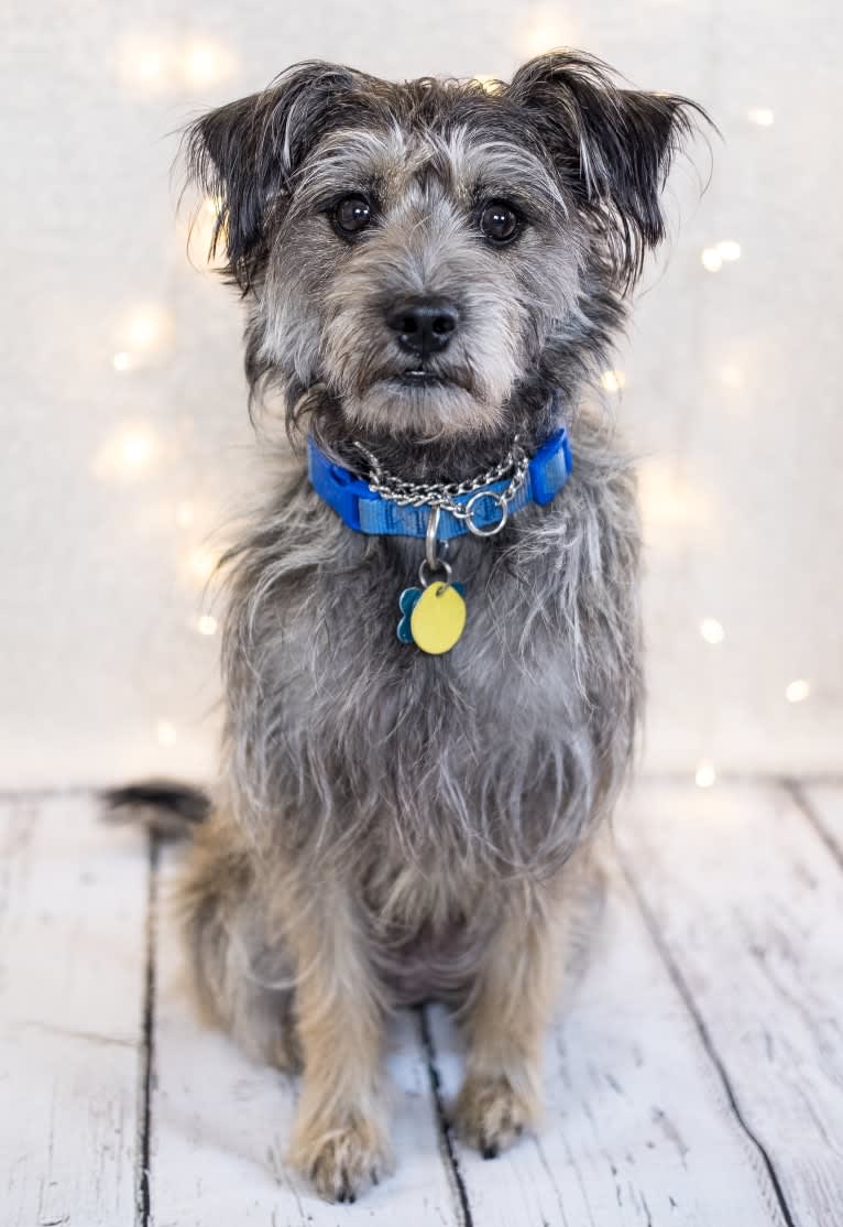 Merlin, a Miniature Schnauzer and Shih Tzu mix tested with EmbarkVet.com