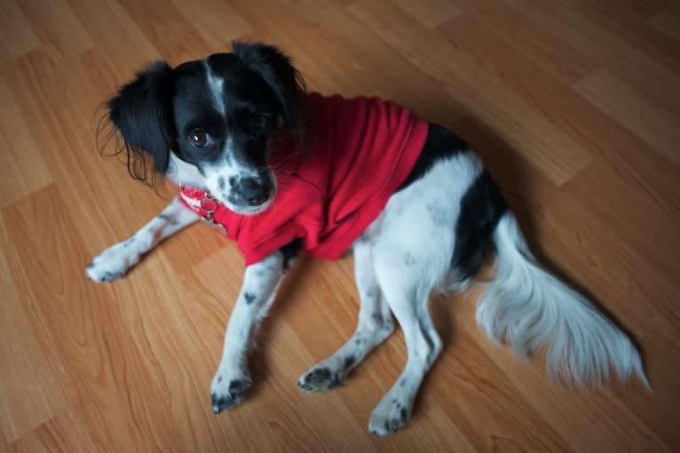 순이, a Cocker Spaniel and Miniature Pinscher mix tested with EmbarkVet.com