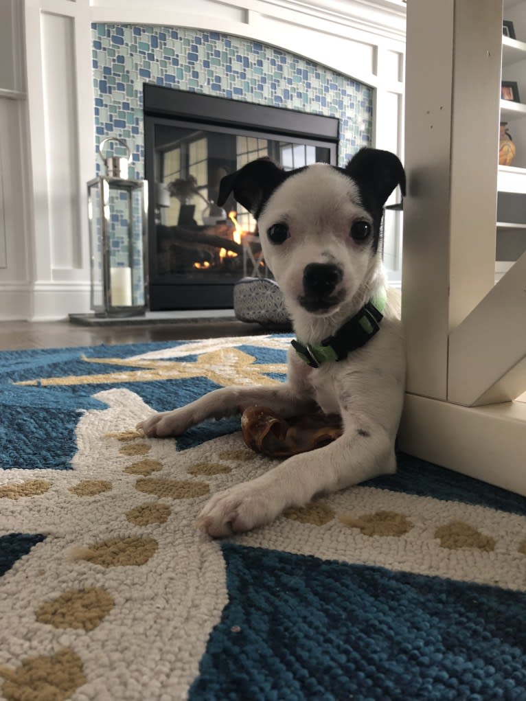 Nemo, a Mountain Cur and Chihuahua mix tested with EmbarkVet.com