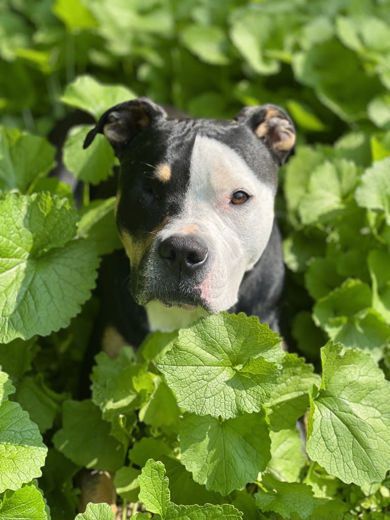 Hazel, a Bulldog and American Pit Bull Terrier mix tested with EmbarkVet.com