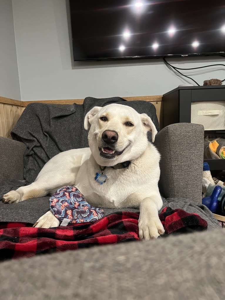 Colt, a Siberian Husky and American Bulldog mix tested with EmbarkVet.com