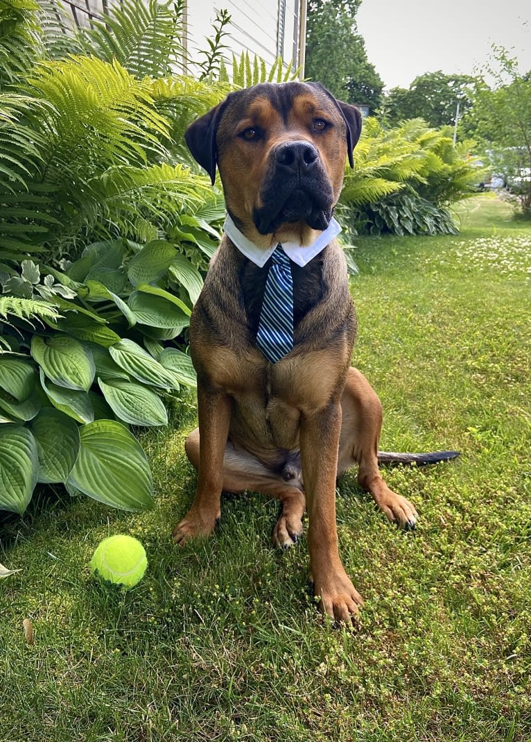 Lenny, a Rottweiler and American Pit Bull Terrier mix tested with EmbarkVet.com