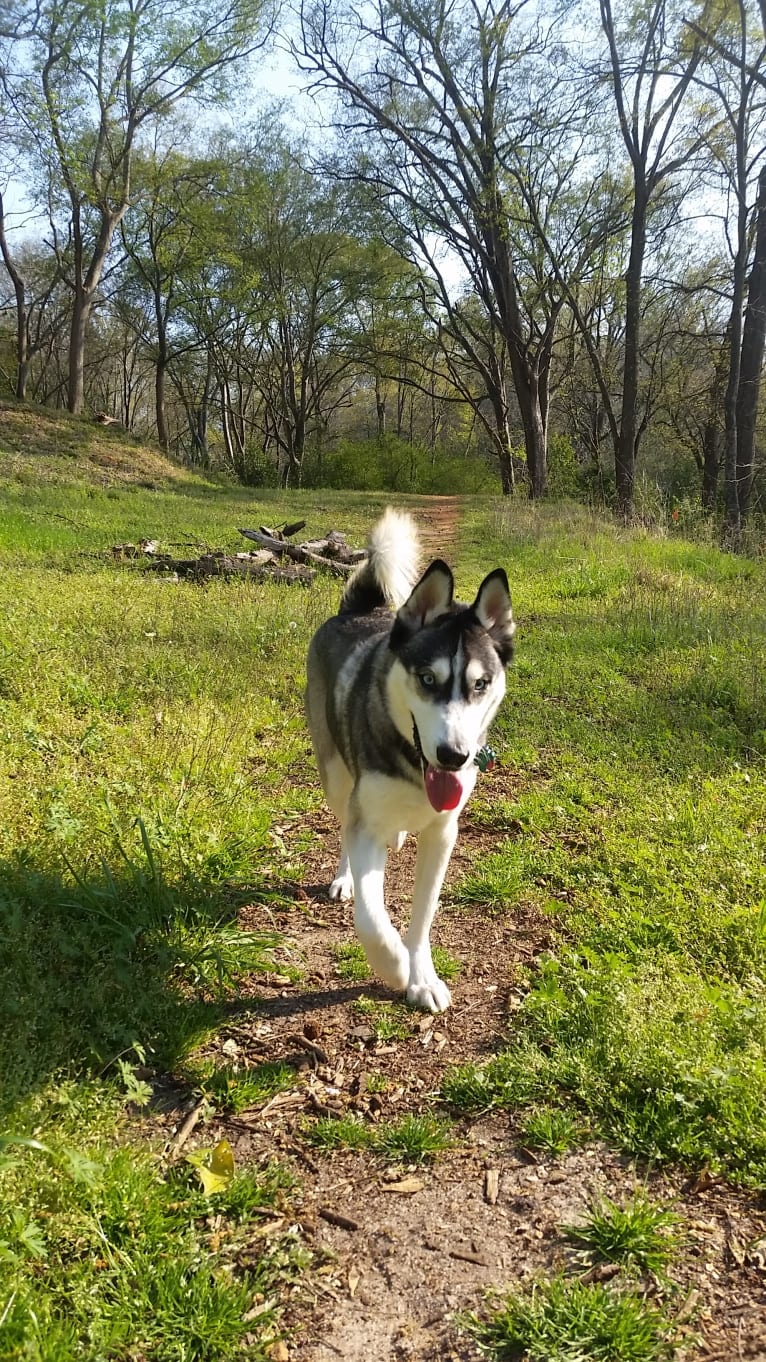 Teko, a Siberian Husky tested with EmbarkVet.com