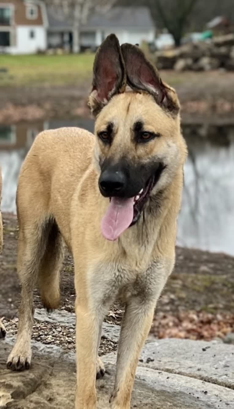 Theo, a German Shepherd Dog and Siberian Husky mix tested with EmbarkVet.com