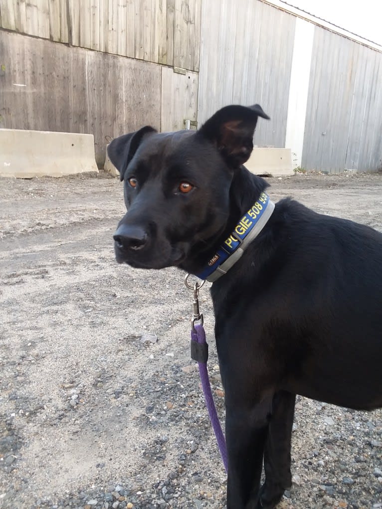 Pogie, an American Pit Bull Terrier and German Shepherd Dog mix tested with EmbarkVet.com