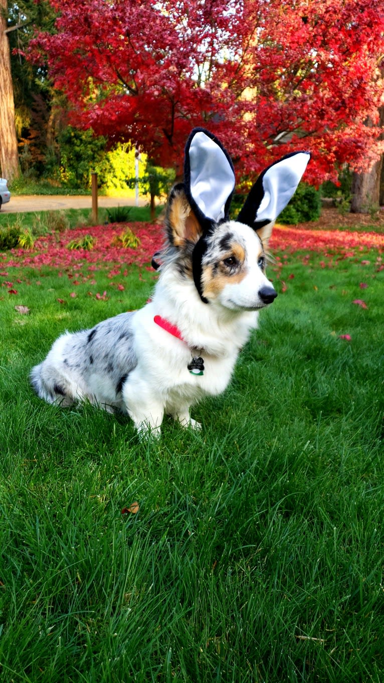 Lady Merle, a Cardigan Welsh Corgi and Pembroke Welsh Corgi mix tested with EmbarkVet.com