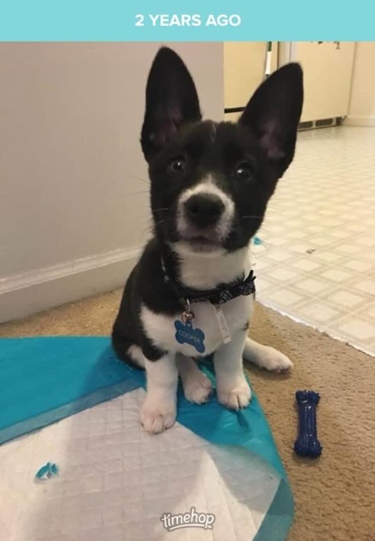 Cooper, a Pembroke Welsh Corgi and Russell-type Terrier mix tested with EmbarkVet.com