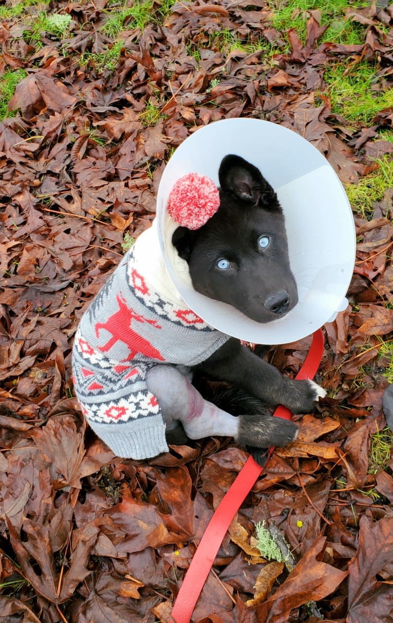 Loki, a Siberian Husky and American Pit Bull Terrier mix tested with EmbarkVet.com