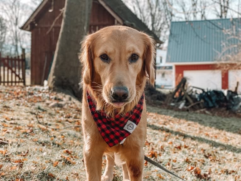 Marley, a Golden Retriever tested with EmbarkVet.com