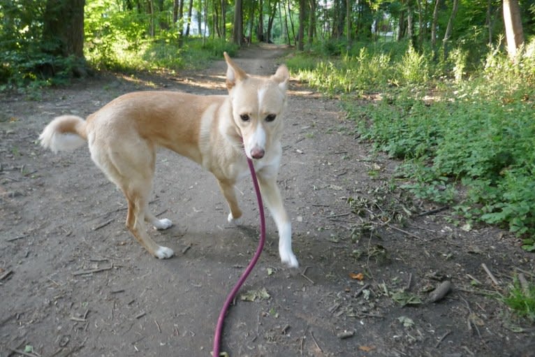 Abbie, a Canaan Dog tested with EmbarkVet.com