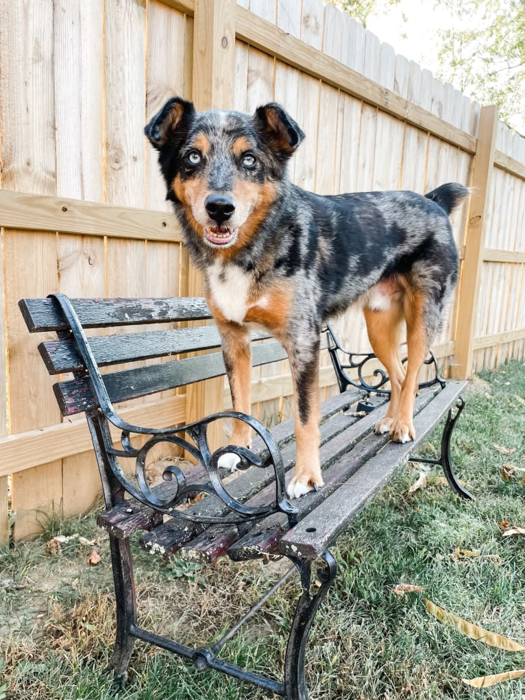 Kaydo, an Australian Shepherd and American Pit Bull Terrier mix tested with EmbarkVet.com