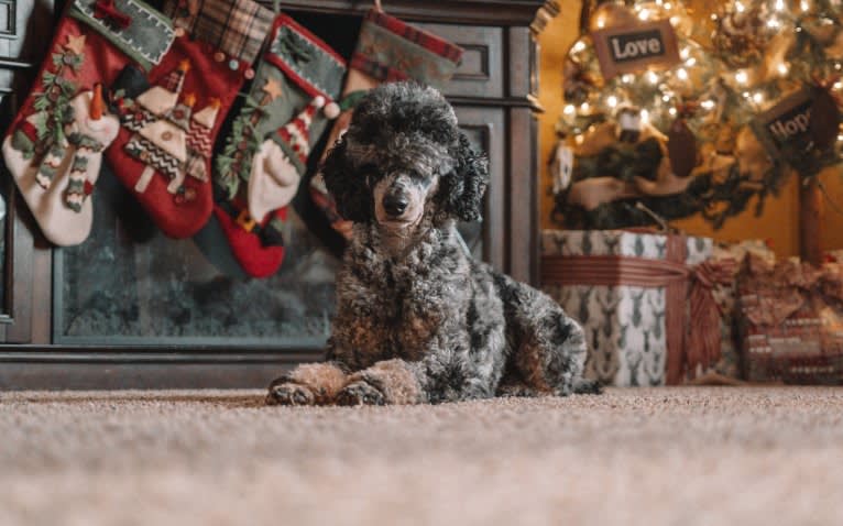 Nash, a Poodle tested with EmbarkVet.com