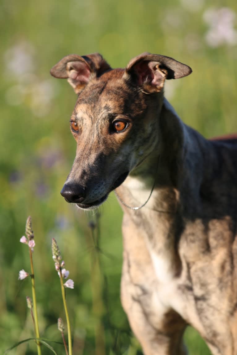 Sunny, a Greyhound tested with EmbarkVet.com