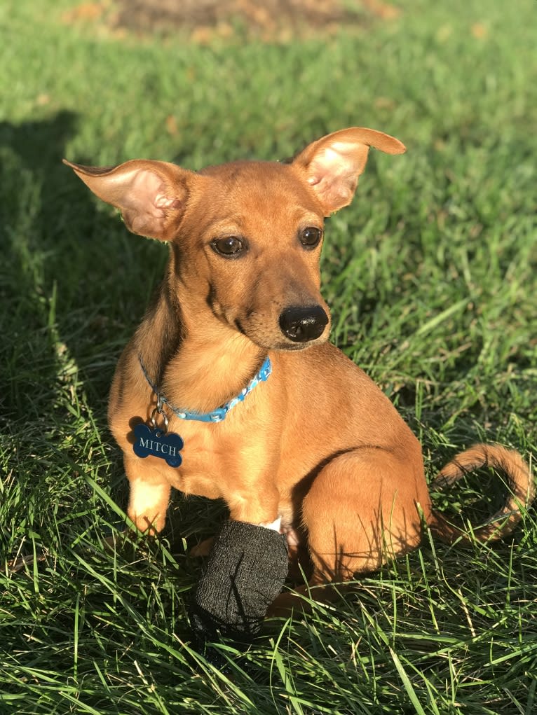 Mitch, a Chihuahua and Dachshund mix tested with EmbarkVet.com