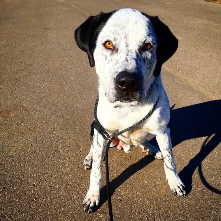 Monty, an American Pit Bull Terrier and Great Pyrenees mix tested with EmbarkVet.com