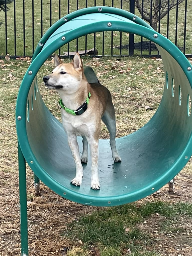 Owston, a Shiba Inu tested with EmbarkVet.com