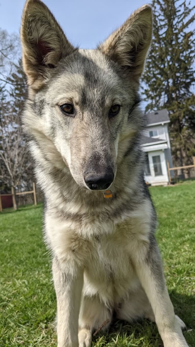 Ciri, a Siberian Husky and Karelian Bear Dog mix tested with EmbarkVet.com