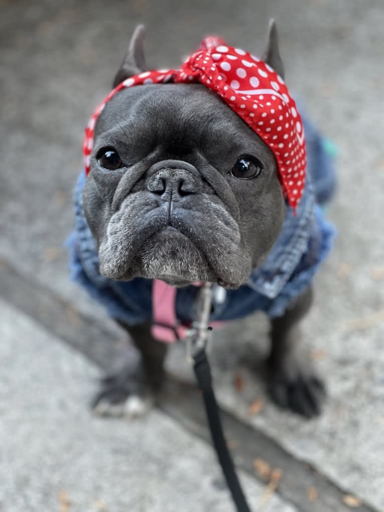 Gianna, a French Bulldog tested with EmbarkVet.com