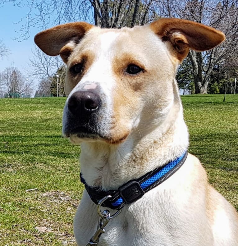 Hank, a Labrador Retriever and Staffordshire Terrier mix tested with EmbarkVet.com