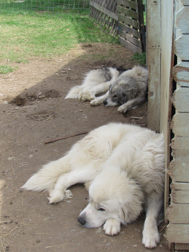 Kima, a Great Pyrenees tested with EmbarkVet.com