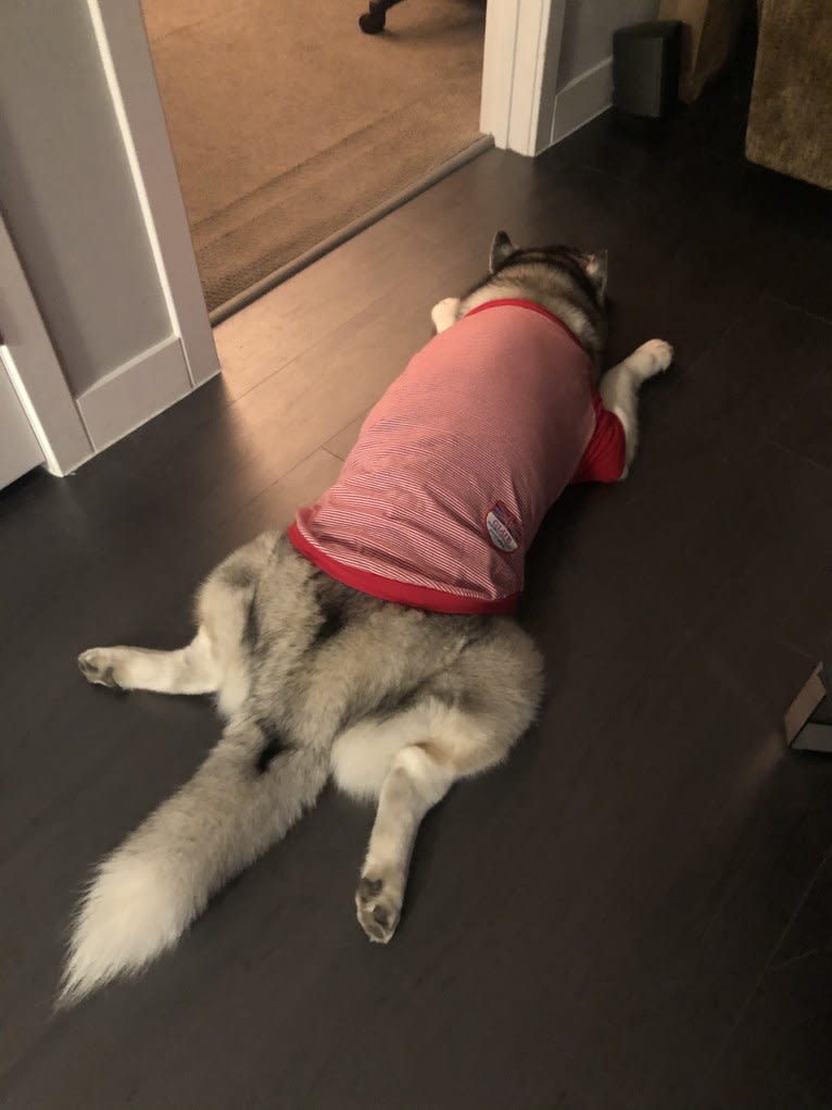 Timber, a Siberian Husky tested with EmbarkVet.com