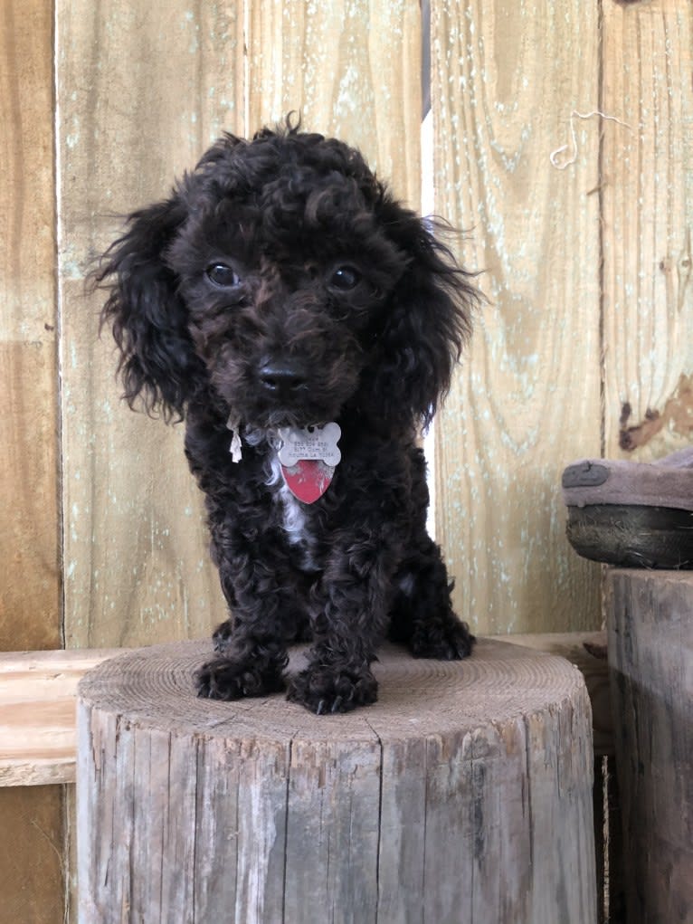 Zeke, a Poodle (Small) tested with EmbarkVet.com