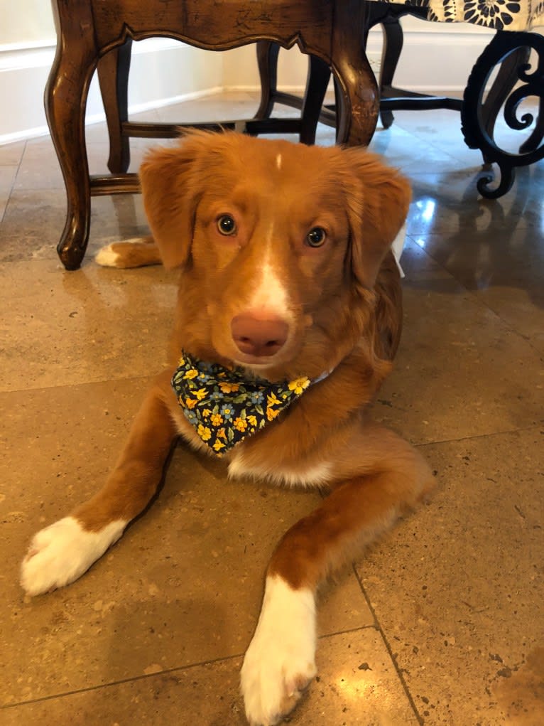 Banks, a Nova Scotia Duck Tolling Retriever tested with EmbarkVet.com