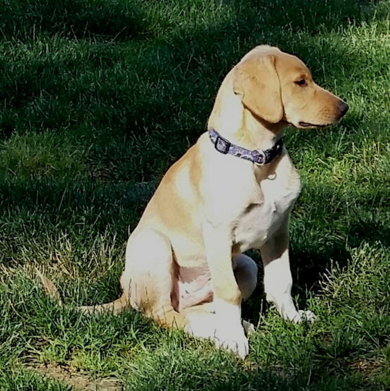 Neddy, a Miniature Schnauzer and Labrador Retriever mix tested with EmbarkVet.com