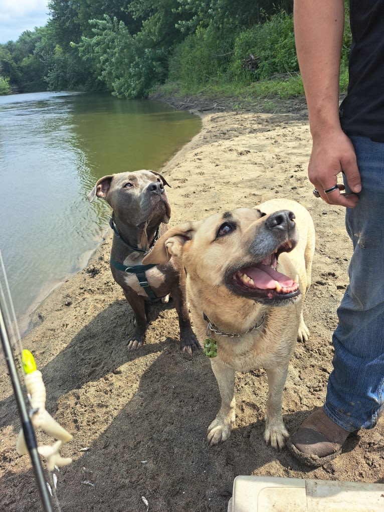 Killua, an American Bully tested with EmbarkVet.com