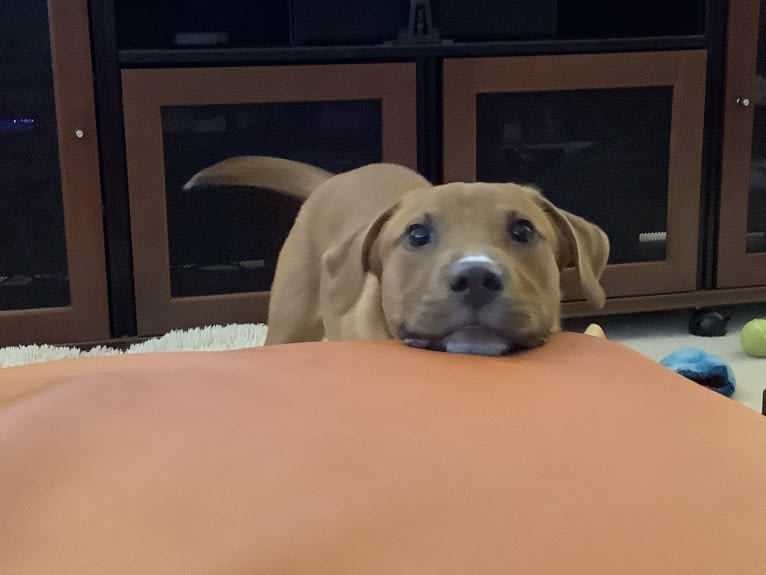 Job, an American Pit Bull Terrier and Boxer mix tested with EmbarkVet.com