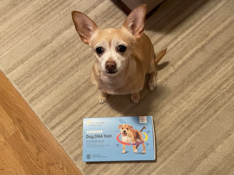 Rylie, a Chihuahua tested with EmbarkVet.com