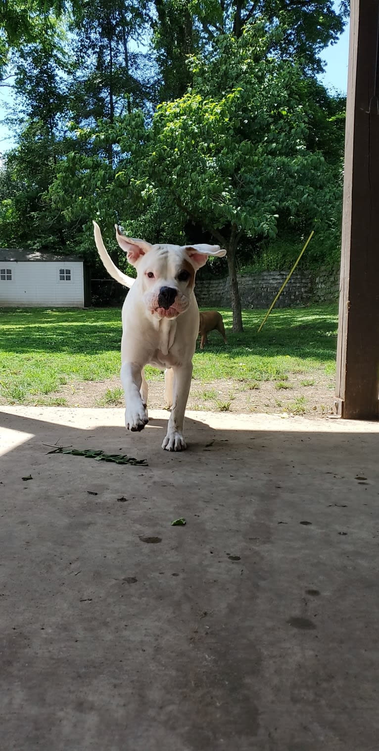 Thorsen, a Boxer and Saint Bernard mix tested with EmbarkVet.com